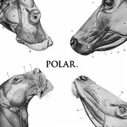 Polar : This Polar Noise